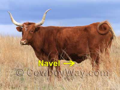 A navel on a cow. A navel is not a sheath.