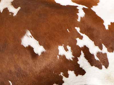 Red and white spots on a cow