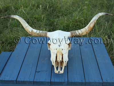 A clean cow skull ready for display