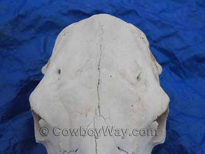 The broad, flat forehead of a cow skull
