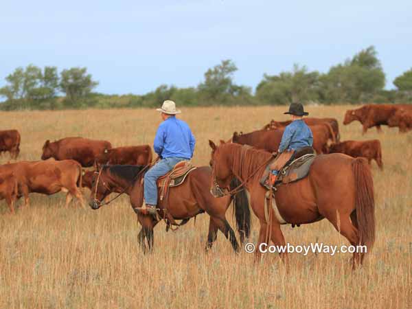 A grandfather and his grandson gather cows