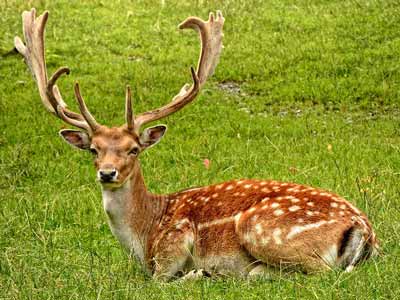 A buck deer with antlers