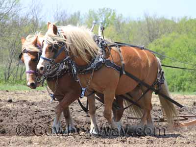 Haflinger draft horses in harness