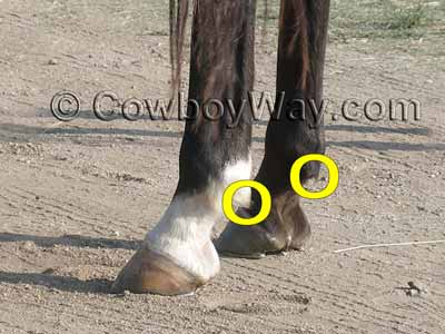  Los cornezuelos en un caballo están en la parte posterior del grillete