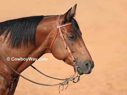 A bay Quarter Horse gelding