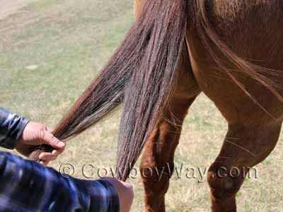 Divide the horse's tail into two equal sections