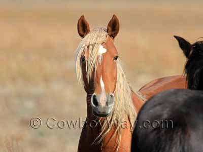 Light chestnut horse with a flaxen mane and tail