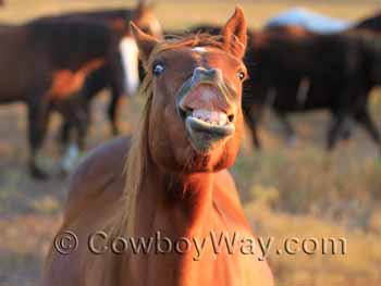 A horse exhibiting the flehmen response