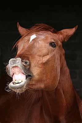 A horse with extended head and neck, and the stiff neck and lip, known as the flehmen resonse