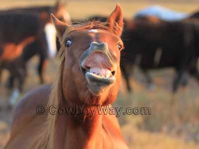 A sorrel horse exhibiting the flehmen response