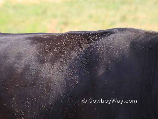 Flies on an Angus cow