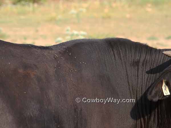 Flies on a half Angus, half Brahma steer