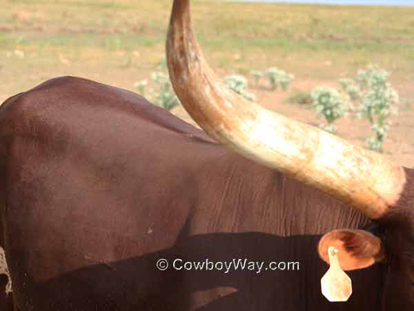 Flies on a Watusi cow