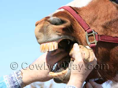 Examining a horse's mouth to see if it needs its teeth floated