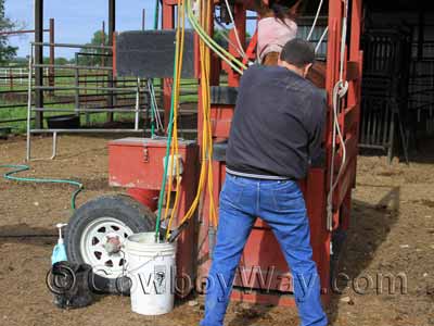 A veterinarian using a power float