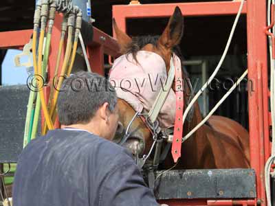 A mare gets her teeth floated