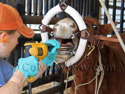 A sorrel gelding with a dental halter