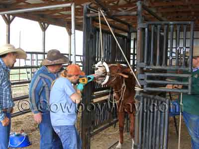 Several people watch a vet float a horse's teeth