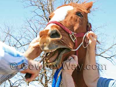 A horse getting her teeth floated