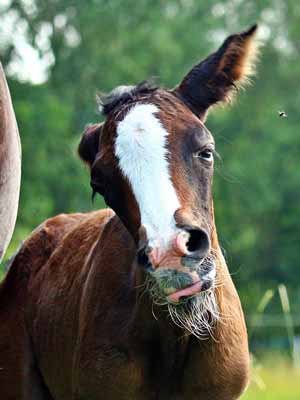 A foal and its long whiskers