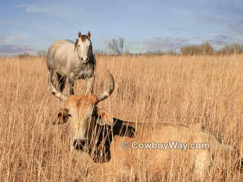 Picture of a horse and a Brahma cow