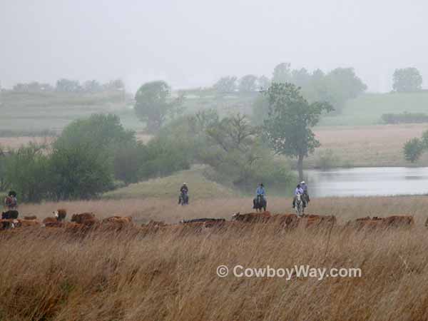 Cowboys gathering cattle