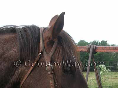 A fixed ear headstall