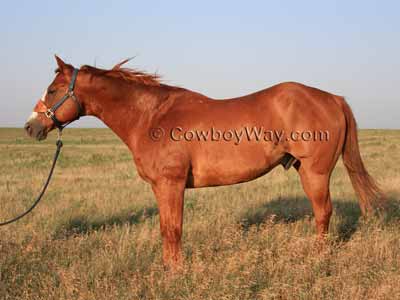 This horse's estimated weight was 1,256 pounds