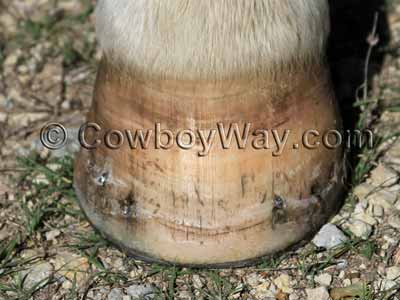 Horse hoof after 51 days of conditioner