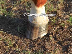 Horse hoof