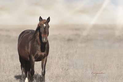 Artwork of a mustang horse on canvas