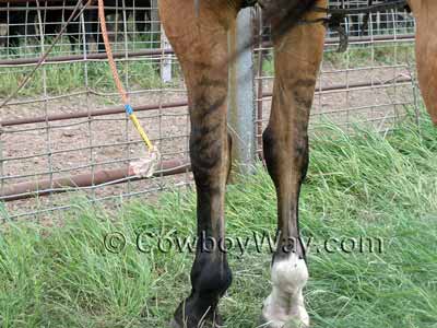 Dun horse with tiger stripes