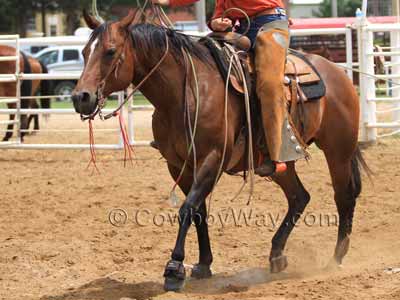 Horse colors: Bay horse