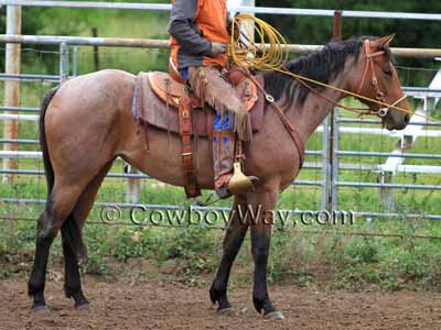 Horse colors: Bay roan