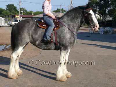 Blue roan horse