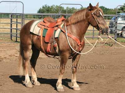 Chestnut horse color