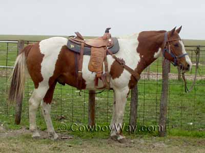 Horse colors: Paint horse