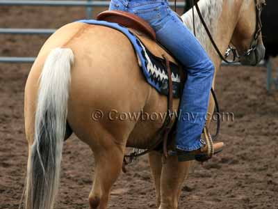 Palomino horse