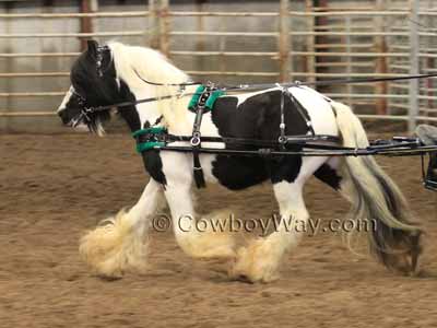 Piebald horse color