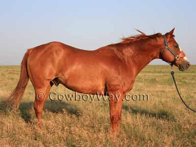 Horse colors: Sorrel