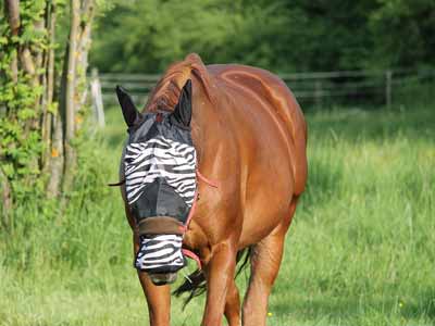 A horse wearing a zebra design fly mask