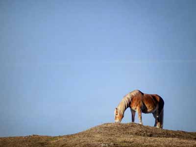 A poor photo of a horse