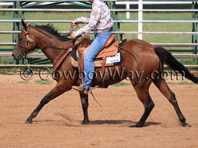 A horse loping in a left lead