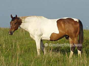 A horse named Big Dog