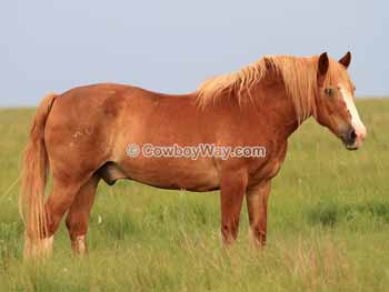 Horse names: A horse named Hawg