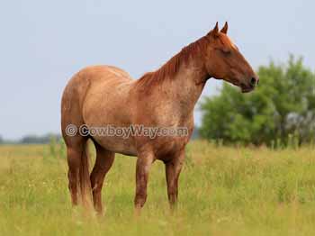 Cool Girl Horse Names