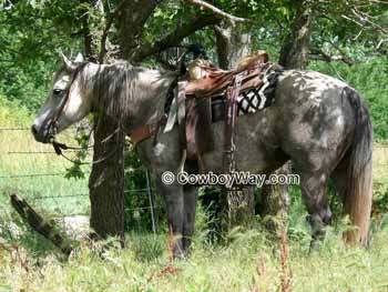 Horse Names Names With Meanings Or Descriptions For Your Horse