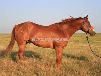 Horse Names Names With Meanings Or Descriptions For Your Horse