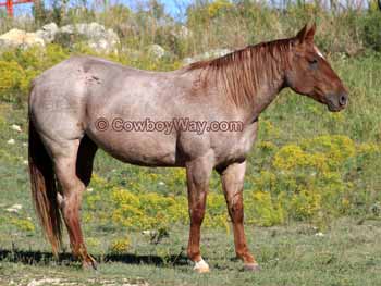 Horse names: Strawberry