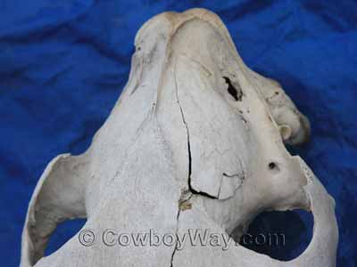The bony ridge on a horse skull